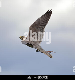 Lanner Falcon in flight Stock Photo