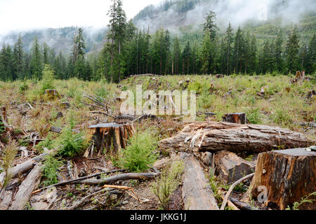 Giant tree stumps in an old growth rainforest clearcut logging block near Port Renfrew, on Vancouver Island, British Columbia, Canada. Stock Photo
