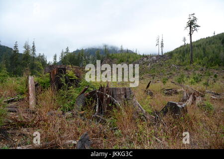 Giant tree stumps in an old growth rainforest clearcut logging block near Port Renfrew, on Vancouver Island, British Columbia, Canada. Stock Photo