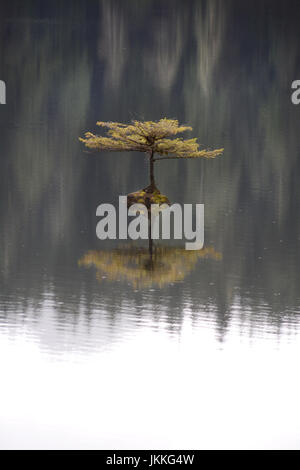 A tiny fir bonsai tree growing on a rock in the middle of a lake during rainfall, near Port Renfrew on Vancouver Island, British Columbia, Canada. Stock Photo