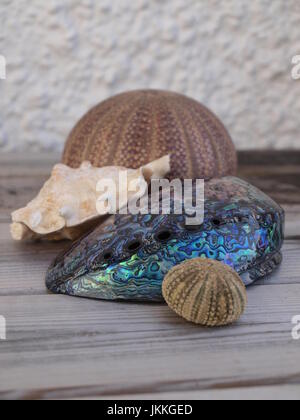 Shells sea urchin and abalone paua shell Stock Photo