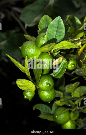 Multiple green lime citrus fruits on a tree  looking fresh with some rain drops Stock Photo