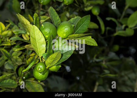 Multiple green lime citrus fruits on a tree  looking fresh with some rain drops Stock Photo