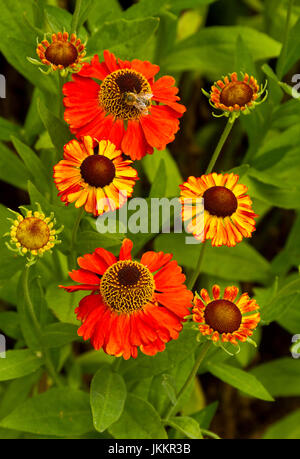Cluster of vivid orange / red flowers of Helenium 'Mardi Gras' against a background of green foliage Stock Photo