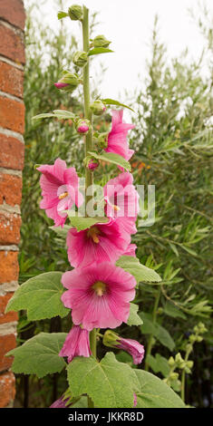 Tall spike of bright red / deep pink flowers and light green leaves of hollyhock against background of other green foliage Stock Photo