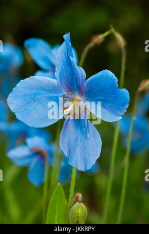 Large and spectacular vivid blue flower of Meconopsis cultivar, Tibetan blue poppy, against background of green foliage and smaller blue flowers Stock Photo