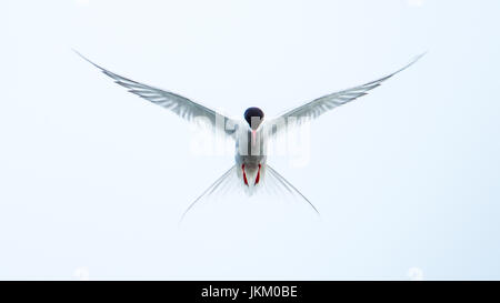 Arctic Tern (Sterna paradisaea) hovering over the water in search for fish with a cloudy grey background. Stock Photo