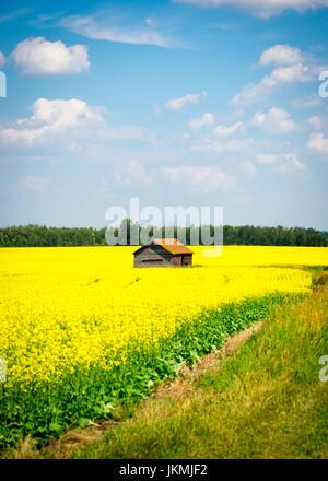 The brilliant yellow flowers of a canola field near Beaumont, Alberta, Canada.