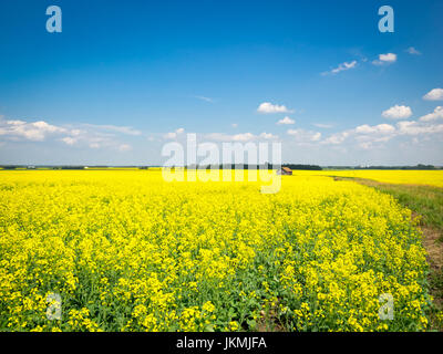 The brilliant yellow flowers of a canola field near Beaumont, Alberta, Canada.