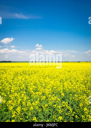 The brilliant yellow flowers of a canola field near Beaumont, Alberta, Canada.