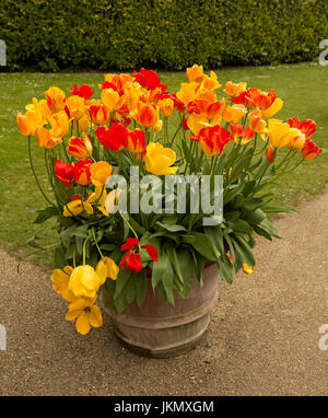 Cluster of vivid orange and yellow tulips flowering in brown container beside emerald green lawn in English garden. Stock Photo