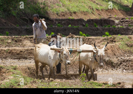 Indian Plougher Stock Photo