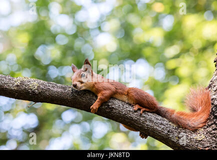 little red squirrel resting in shade on tree branch during summer day Stock Photo