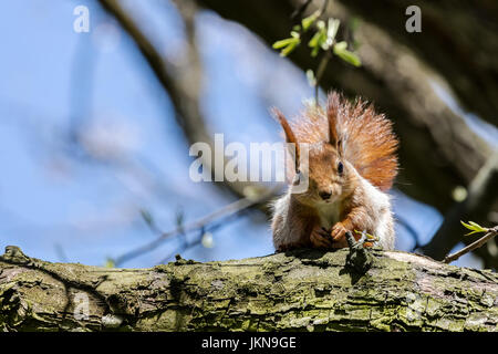 funny red squirrel sitting on tree branch and looking in camera Stock Photo