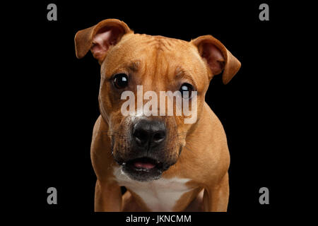 Portrait of Half-breed Red Dog