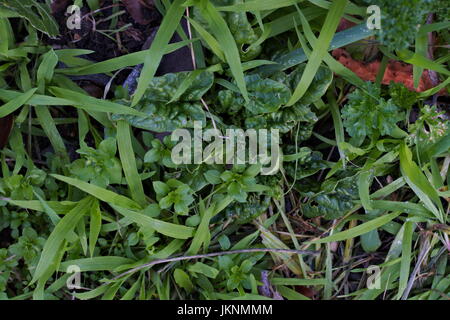 A small spinach plant amongst weeds close up in a garden bed. Stock Photo