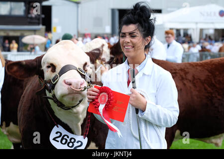 Builth Wells, Wales, UK. 24th July, 2017. Royal Welsh Show: Opening Day of the largest four day agricultural show in Wales. Judging has already begun in the cattle arena - shown here First Class winner in the Hereford Young Bull class. Photo Steven May / Alamy Live News