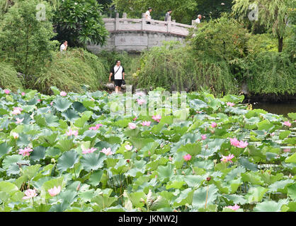 Fuzhou, China's Fujian Province. 24th July, 2017. People enjoy lotus flowers at the Xihu Park in Fuzhou, southeast China's Fujian Province, July 24, 2017. Credit: Mei Yongcun/Xinhua/Alamy Live News Stock Photo