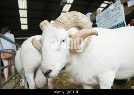 Builth Wells, Wales, UK. 24th July, 2017. Wiltshire Horn Sheep in its pen at The Royal Welsh Showground.Llanelwedd, Builth Wells, Powys, Wales, UK.Sunny opening day of the 4 day event, which is the largest of its kind in Europe. Credit: Paul Quayle/Alamy Live News
