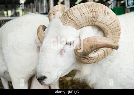Builth Wells, Wales, UK. 24th July, 2017. Wiltshire Horn Sheep in its pen at The Royal Welsh Showground.Llanelwedd, Builth Wells, Powys, Wales, UK.Sunny opening day of the 4 day event, which is the largest of its kind in Europe. Credit: Paul Quayle/Alamy Live News