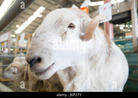 Builth Wells, Wales, UK. 24th July, 2017. Welsh Mountain sheep from a farm in Gwent,Wales in its pen at The Royal Welsh Showground.Llanelwedd,Builth Wells,Powys,Wales,UK.Sunny opening day of the 4 day event,which is the largest of its kind in Europe. Credit: Paul Quayle/Alamy Live News