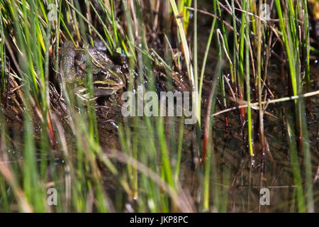 Edible Frog, (Pelophylax esculentus) camouflaged in the reeds at the pool edge at Wahner Heide, near Cologne (Koln), Germany. Stock Photo