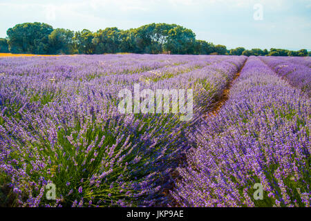 Lavender field. Brihuega, Guadalajara province, Castilla La Mancha, Spain. Stock Photo