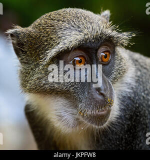 Blue Monkey - Cercopithecus mitis, Kenya Stock Photo