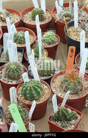 Popular varieties of cactus plants - a type of succulent - on sale  at a cactus show