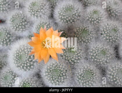 Rebutia hybrid 'Apricot Ice', houseplant cactus flowering in June, UK Stock Photo