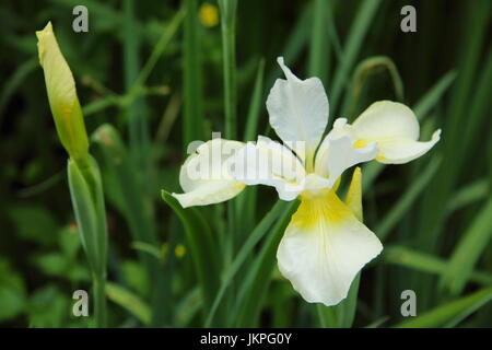 Iris sibirica 'Dreaming Yellow' Siberian Iris, or Siberian Flag, flowering in a garden border in summer (June) Stock Photo