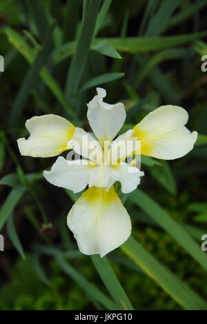 Iris sibirica 'Dreaming Yellow' Siberian Iris, or Siberian Flag, flowering in a garden border in summer (June) Stock Photo