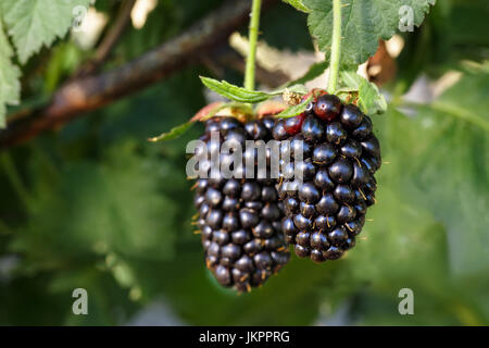 bunch of blackberries Stock Photo