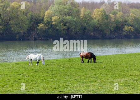 Horses on a pasture near the Sava River, Lonjsko polje, Croatia Stock Photo