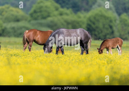 Horses on a pasture with blooming yellow flowers, Lonjsko polje, Croatia Stock Photo