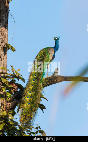 Indian Peafowl (Pavo cristatus) perched on a tree, Sichuan Province, China Stock Photo