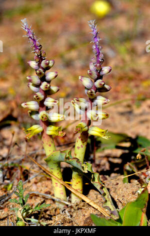 Lachenalia mutabilis flowering near Nieuwoudtville Stock Photo