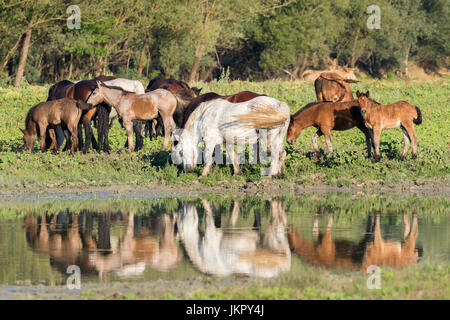 Horses on a pasture near the pond with the reflection, Lonjsko polje, Croatia Stock Photo