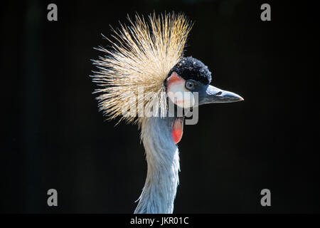 A Grey Crowned Crane.  It is the national bird of Uganda. Stock Photo