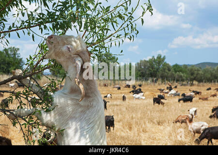 Goat eating leaves. Stock Photo