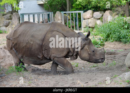 Armoured rhinoceros, zoo, zoo, middle, Berlin, Germany, Panzernashorn, Zoo, Tiergarten, Mitte, Deutschland Stock Photo