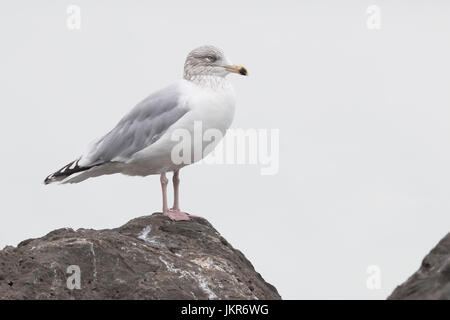 Glaucous Gull (Larus hyperboreus leucerectes), immature standing on a rock Stock Photo