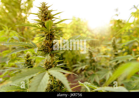 Marijuana plant with flower, cannabis bud in golden summer light Stock Photo