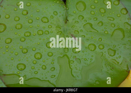 Close up of glossy green water lily pads pad covered with rain droplets on the leaves re garden water plants greenery nature circular round leaf Stock Photo