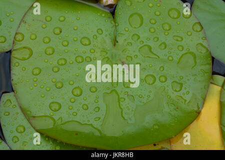 Close up of glossy green water lily pads pad covered with rain droplets on the leaves re garden water plants greenery nature circular round leaf Stock Photo