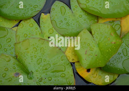 Close up of glossy green water lily pads pad covered with rain droplets on the leaves re garden water plants greenery nature circular round leaf Stock Photo