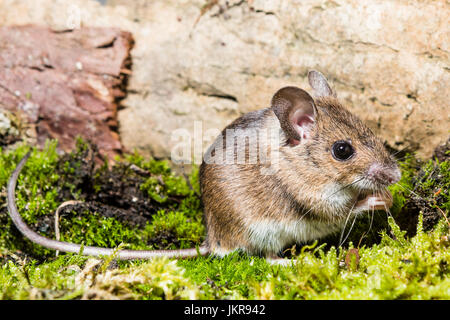 A female woodmouse (studio shot) Stock Photo