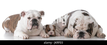 bulldog mother and father with their puppies Stock Photo