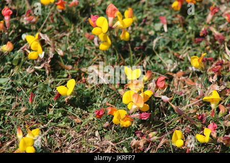 Small yellow and red flowers on grassy landscape Stock Photo