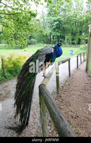 Peacock with long wings standing on a wooden structure Stock Photo